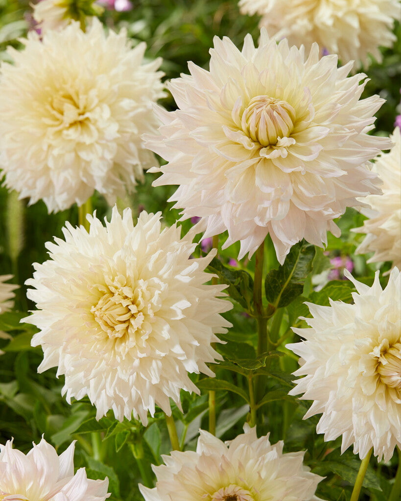 Dahlia Dekorativ Kas Cloud 1-pakning NYHET